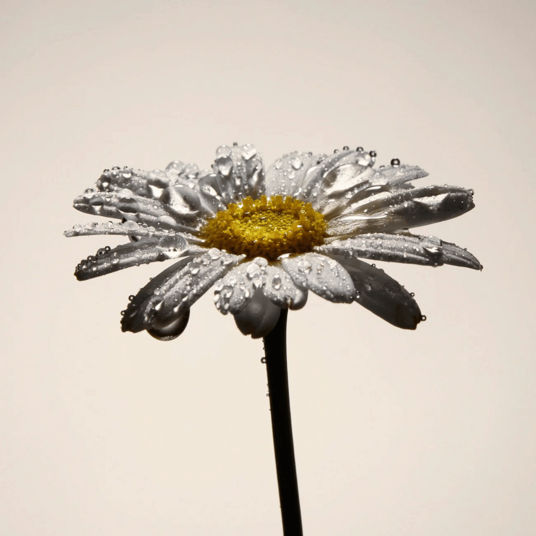 Organic Chamomile Hydrosol Mist - 100% natural